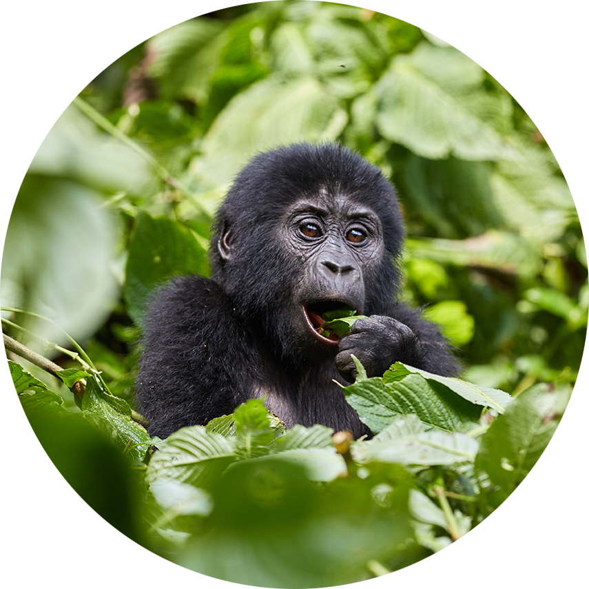 Gorilla-Baby isst Blätter