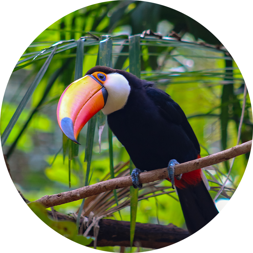 Tukan auf einem Zweig