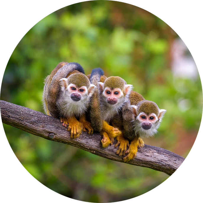 Drei Totenkopfaffen sitzen auf einem Ast