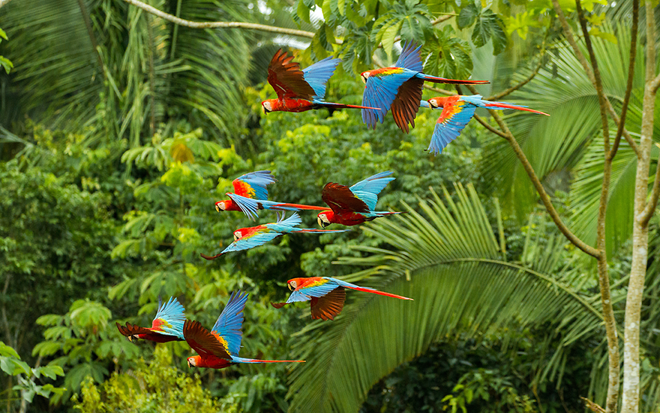 Papageien im Flug