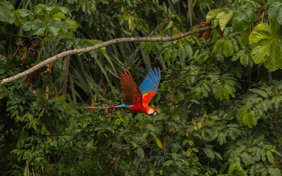 Scharlachroter Ara im Flug vor dem Regenwald