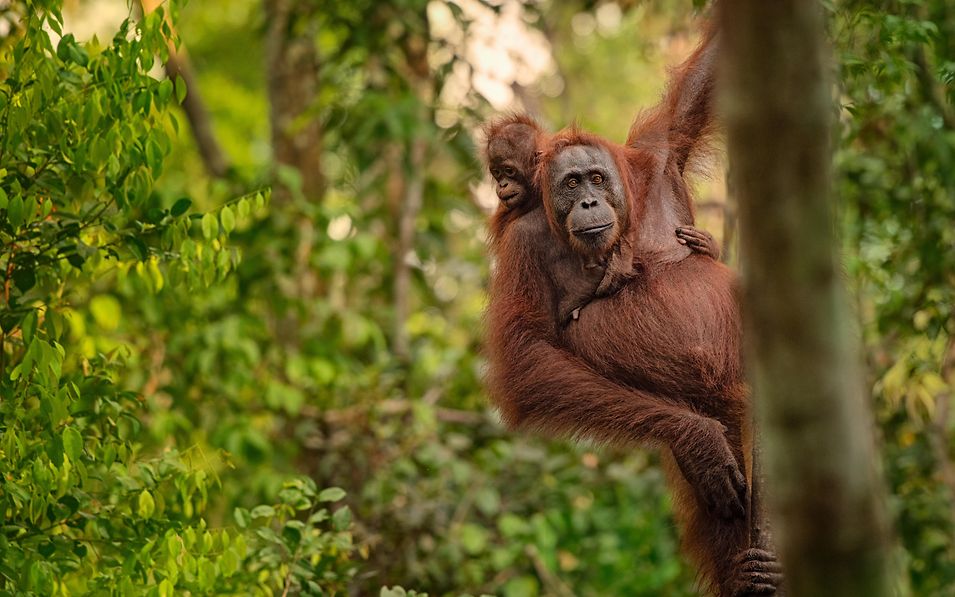 Orang Utans in den Bäumen von Borneo