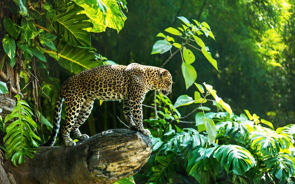Leopard auf einem Ast eines großen Baumes in seinem natürlichen Lebensraum bei Tageslicht im Sonnenlicht