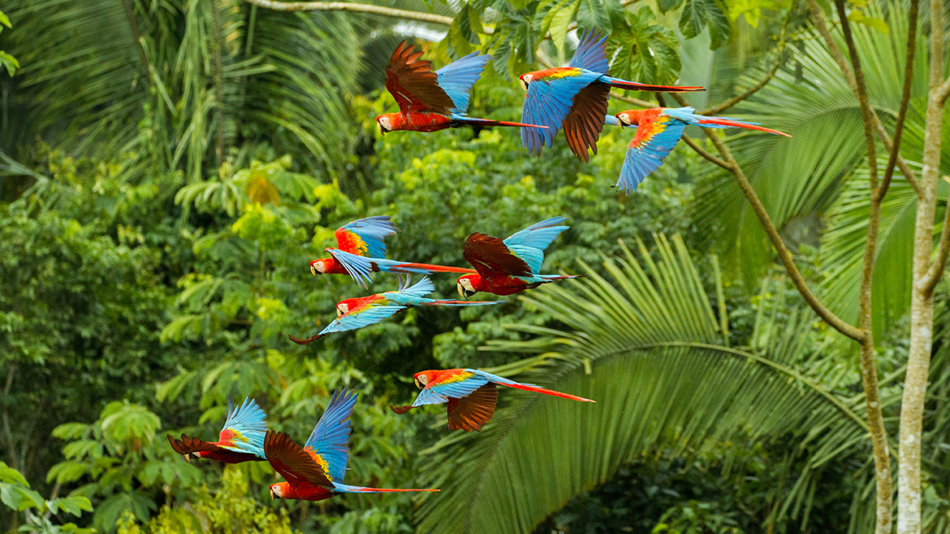 AdobeStock_papageien